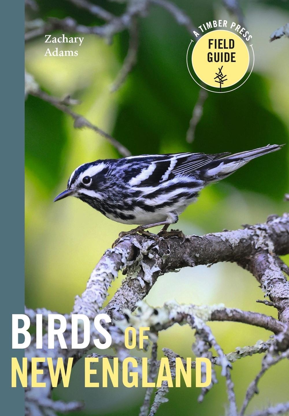 Birds of New England, 9781643262017
