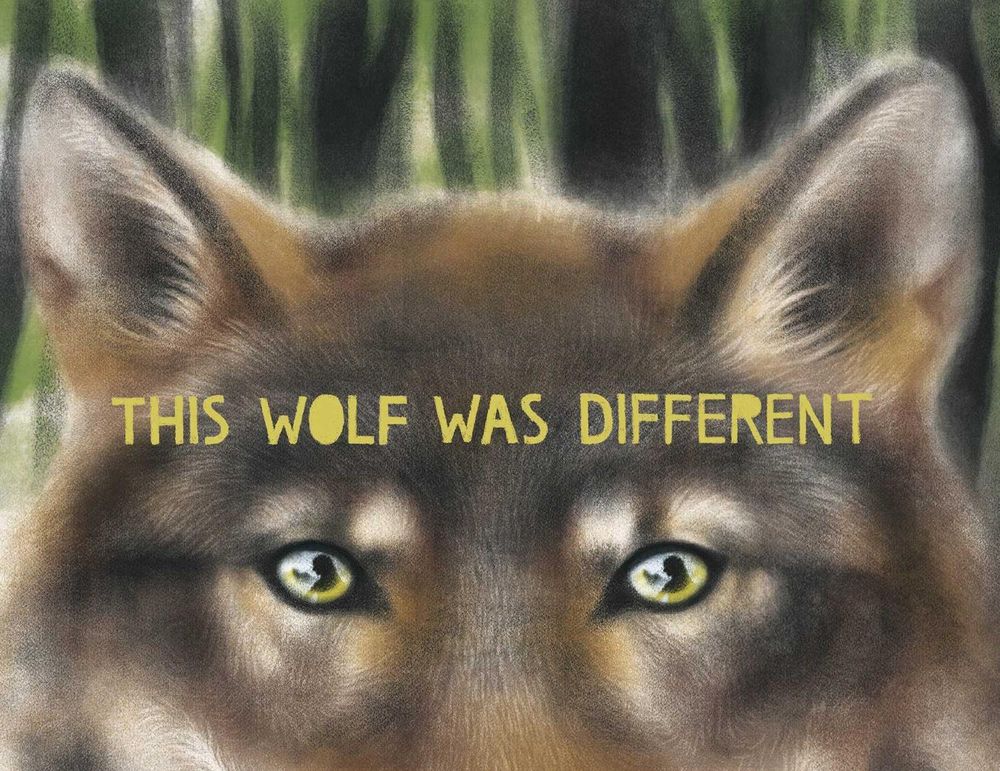 This Wolf Was Different by Katie Slivensky - ISBN: 9781665900959
