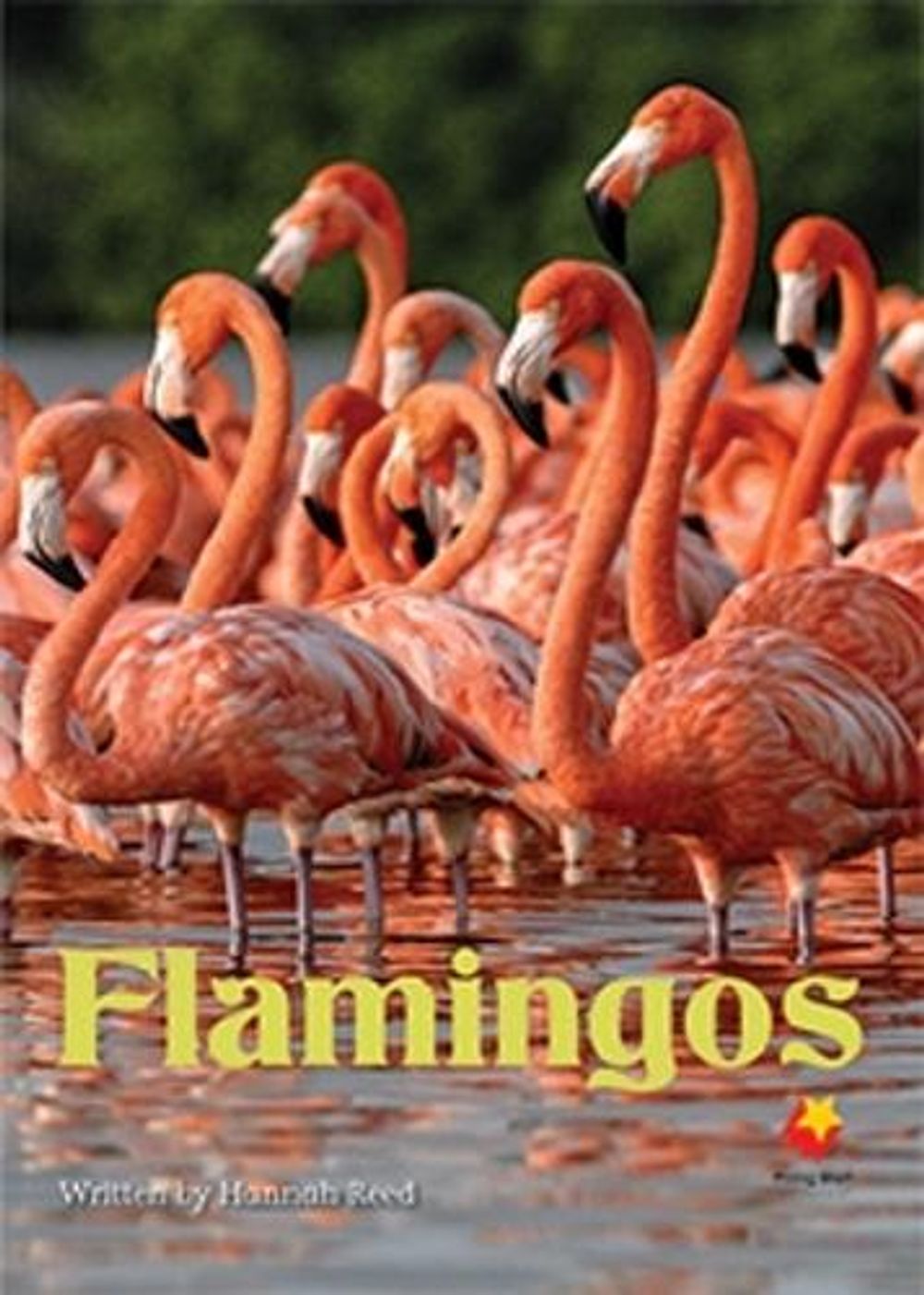 Flamingos by Feely - ISBN: 9781743209073