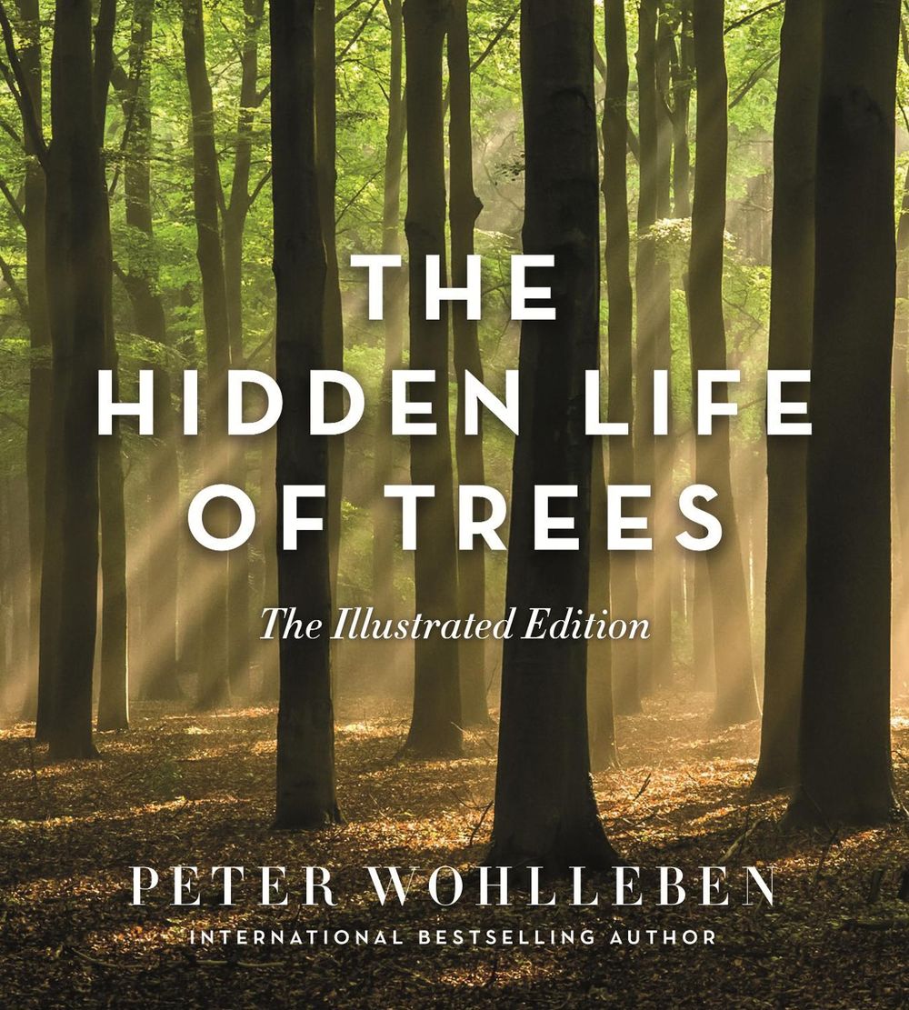The Hidden Life of Trees (Illustrated Edition) by Peter Wohlleben - ISBN: 9781760640767