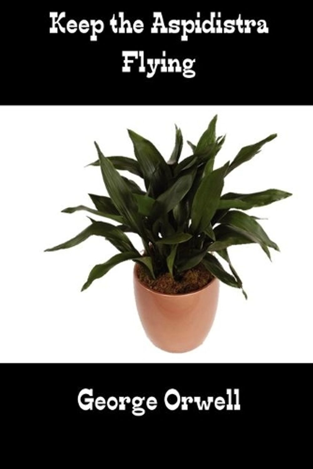 bonsai zchten fr anfnger Bonsai Anzuchtset kaufen  Handmade & Plastikfrei