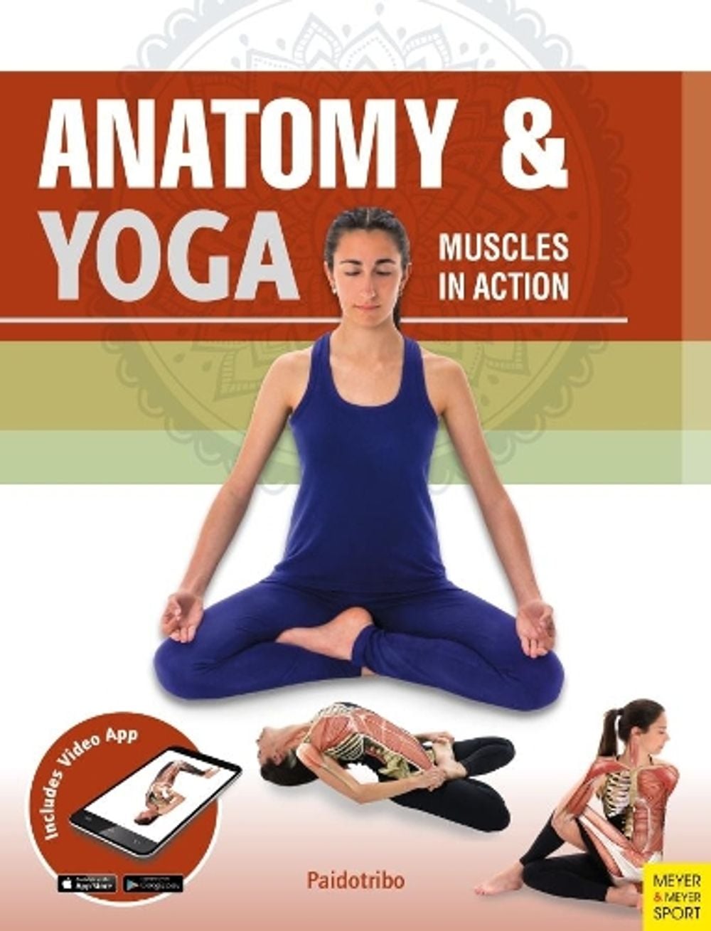 Anatomy & Yoga by Mireia Patino Coll - ISBN: 9781782551522