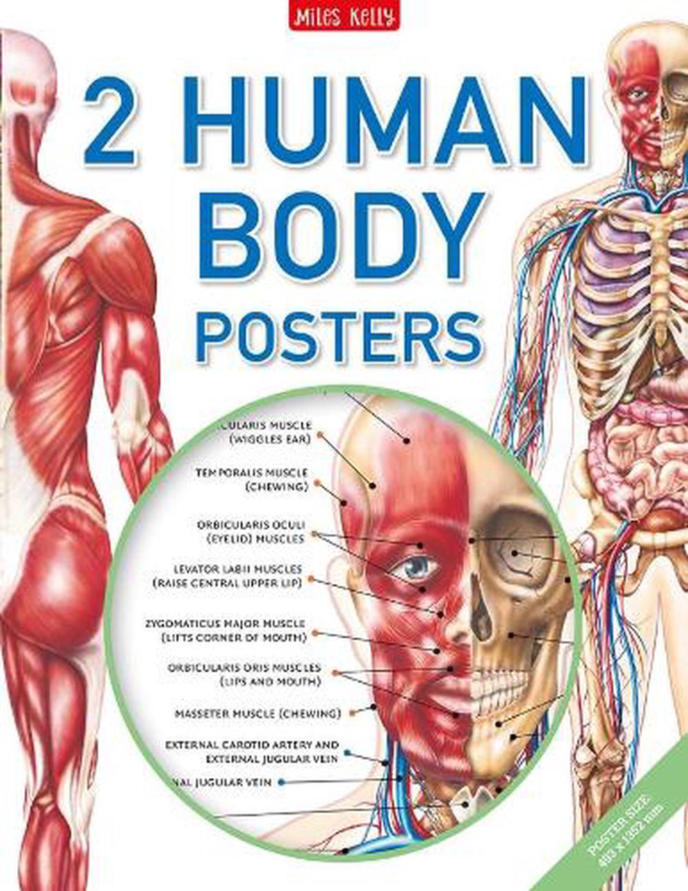 Human Body Poster Pack, Paperback, 9781786179227 | Buy online at The Nile