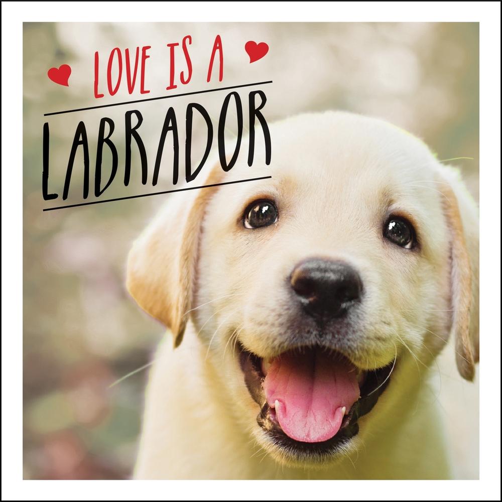 Love is a Labrador by Charlie Ellis - ISBN: 9781786859822