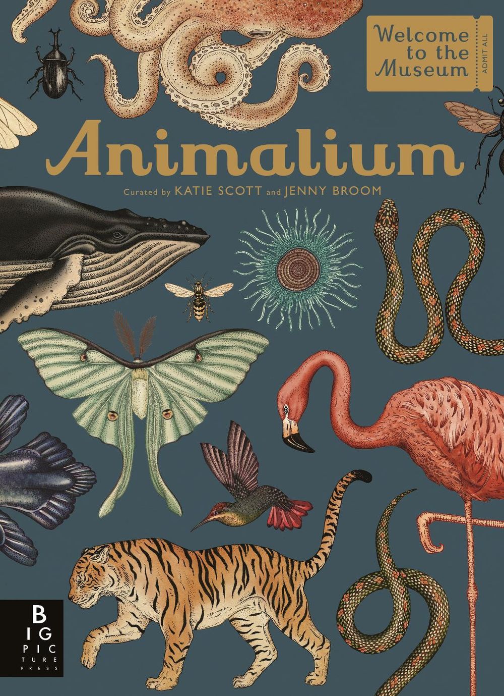 Animalium by Jenny Broom - ISBN: 9781787411647