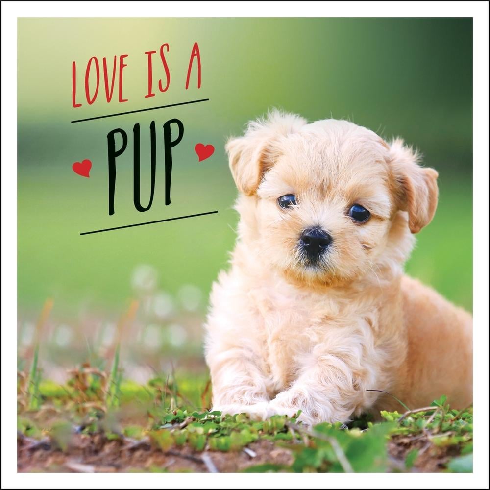 Love is a Pup by Charlie Ellis - ISBN: 9781787832619