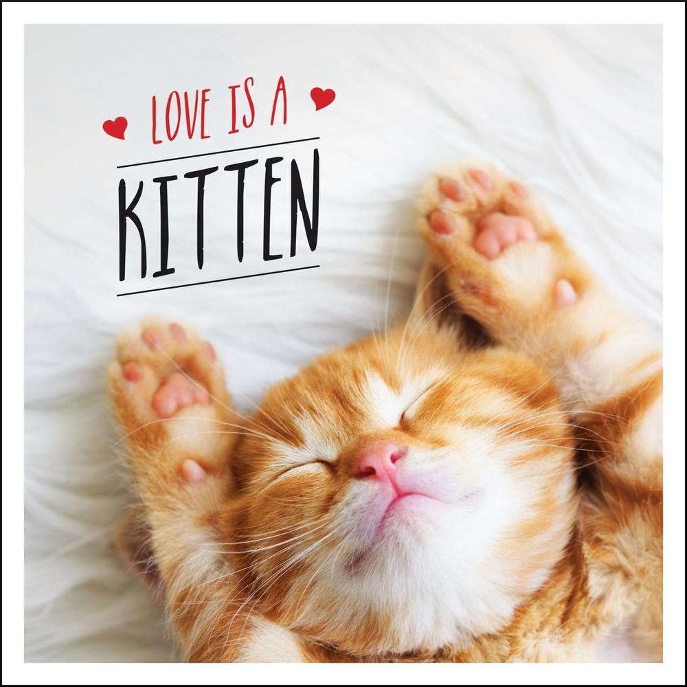 Love is a Kitten by Charlie Ellis - ISBN: 9781787832626