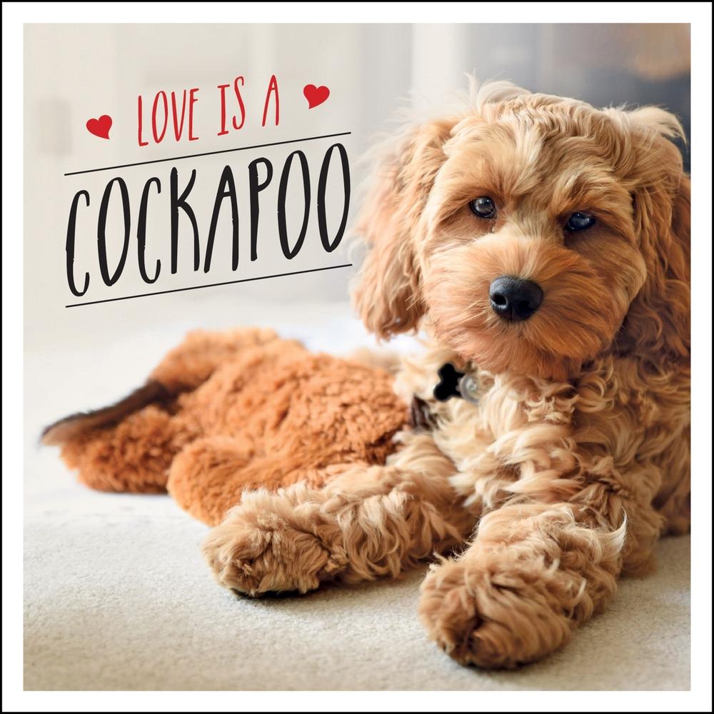 Love is a Cockapoo by Charlie Ellis - ISBN: 9781787839922