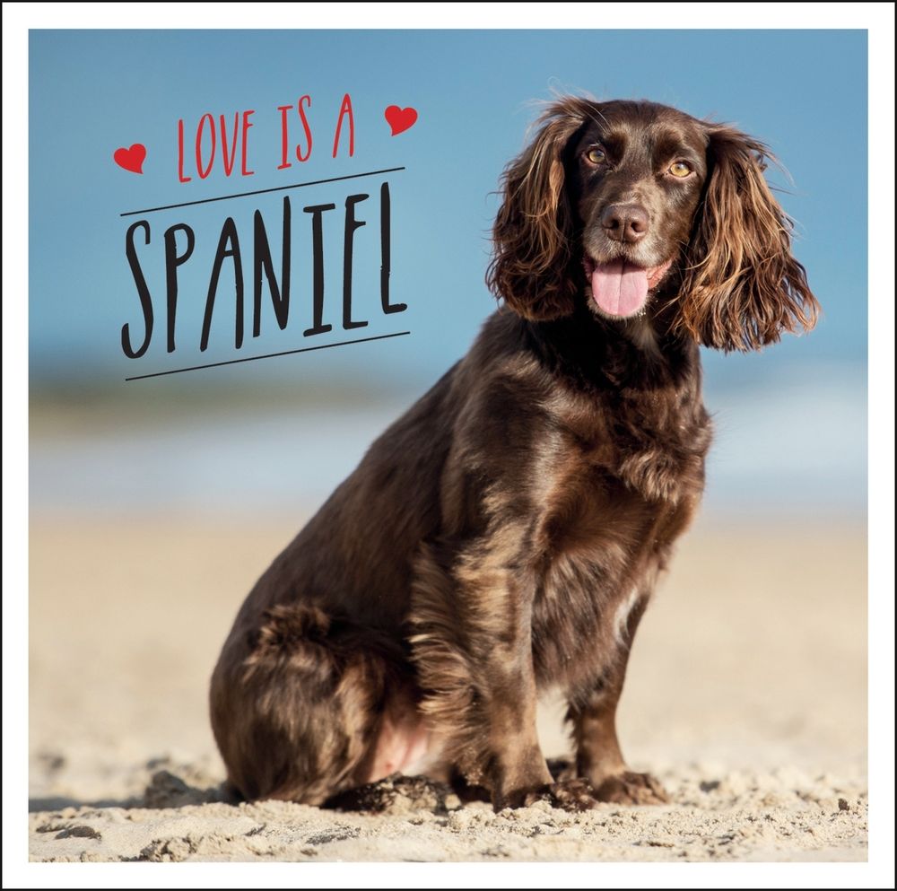 Love is a Spaniel by Charlie Ellis - ISBN: 9781800071902