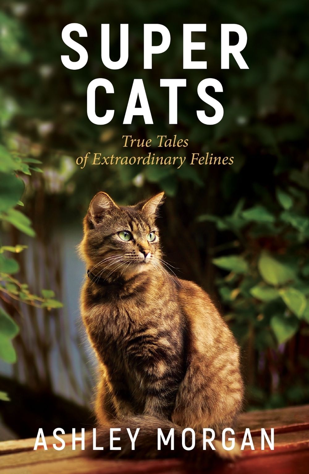 Super Cats by Ashley Morgan - ISBN: 9781800076884