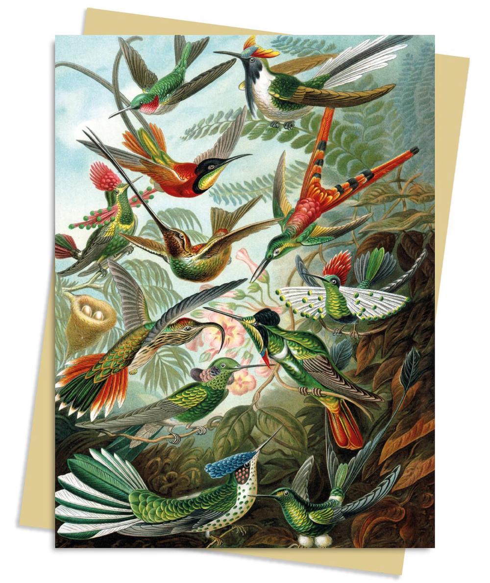 Flame Tree Studio Ernst Haeckel: Hummingbirds Greeting Card Pack, 9781804177488