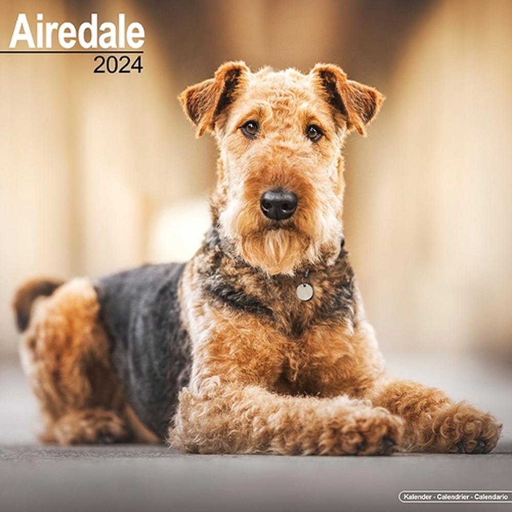 Airedale Calendar 2024 Square Dog Breed Wall Calendar 16 Month