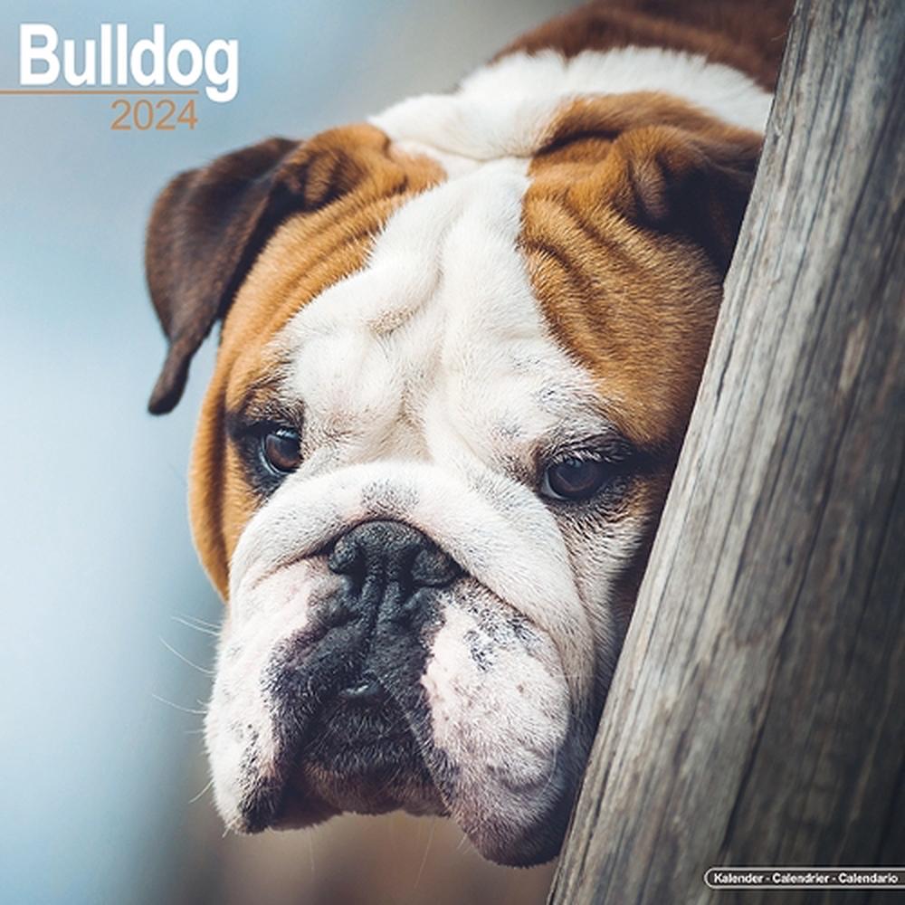 Avonside Publishing Ltd Bulldog Calendar 2024 Square Dog Breed Wall