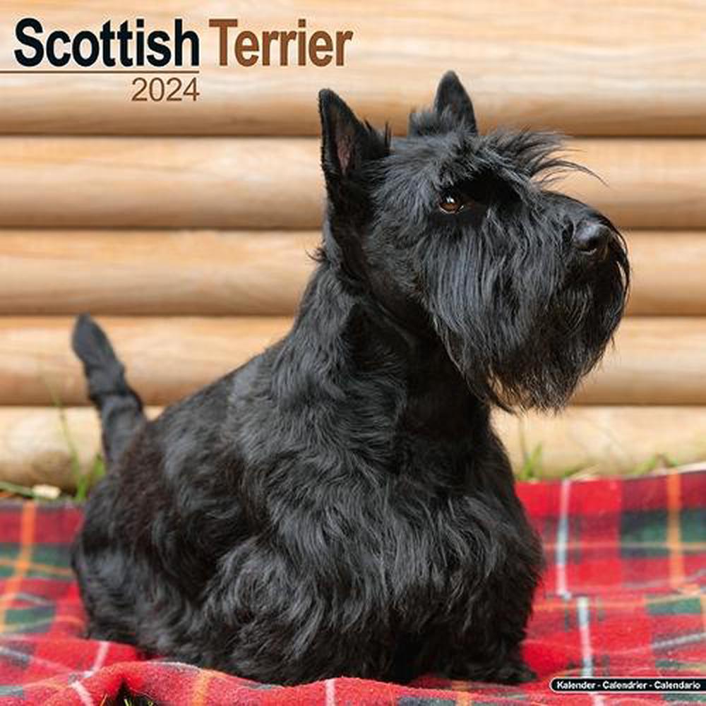 Avonside Publishing Ltd Scottish Terrier Calendar 2024 Square Dog Breed   9781804600900 