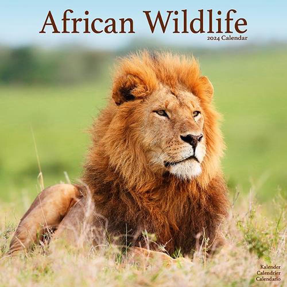 African Wildlife Calendar 2024 Square Wildlife Safari Wall Calendar   9781804601242 