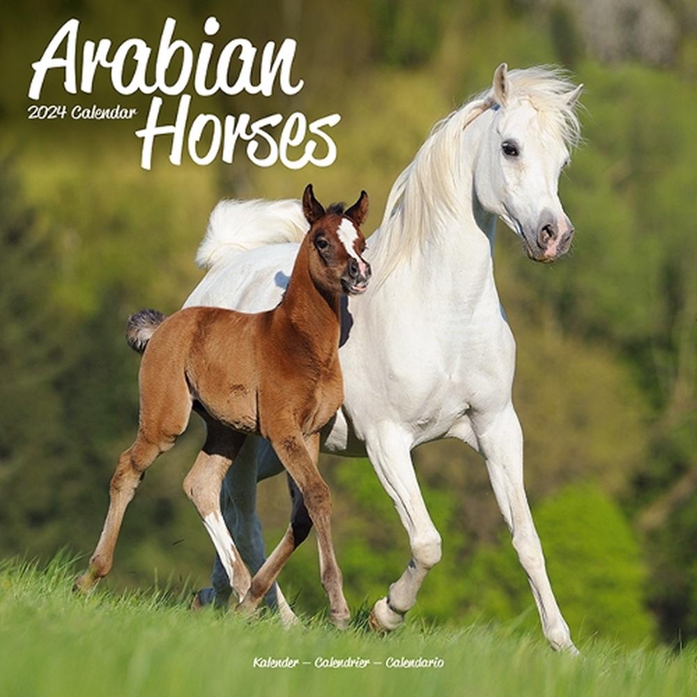 Arabian Horses Calendar 2024 Square Horses Wall Calendar 16 Month