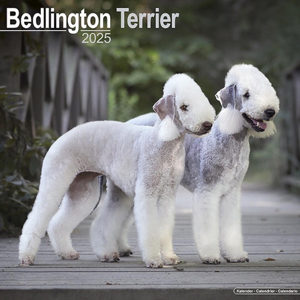 Bedlington Terrier Calendar 2025 Square Dog Breed Wall Calendar