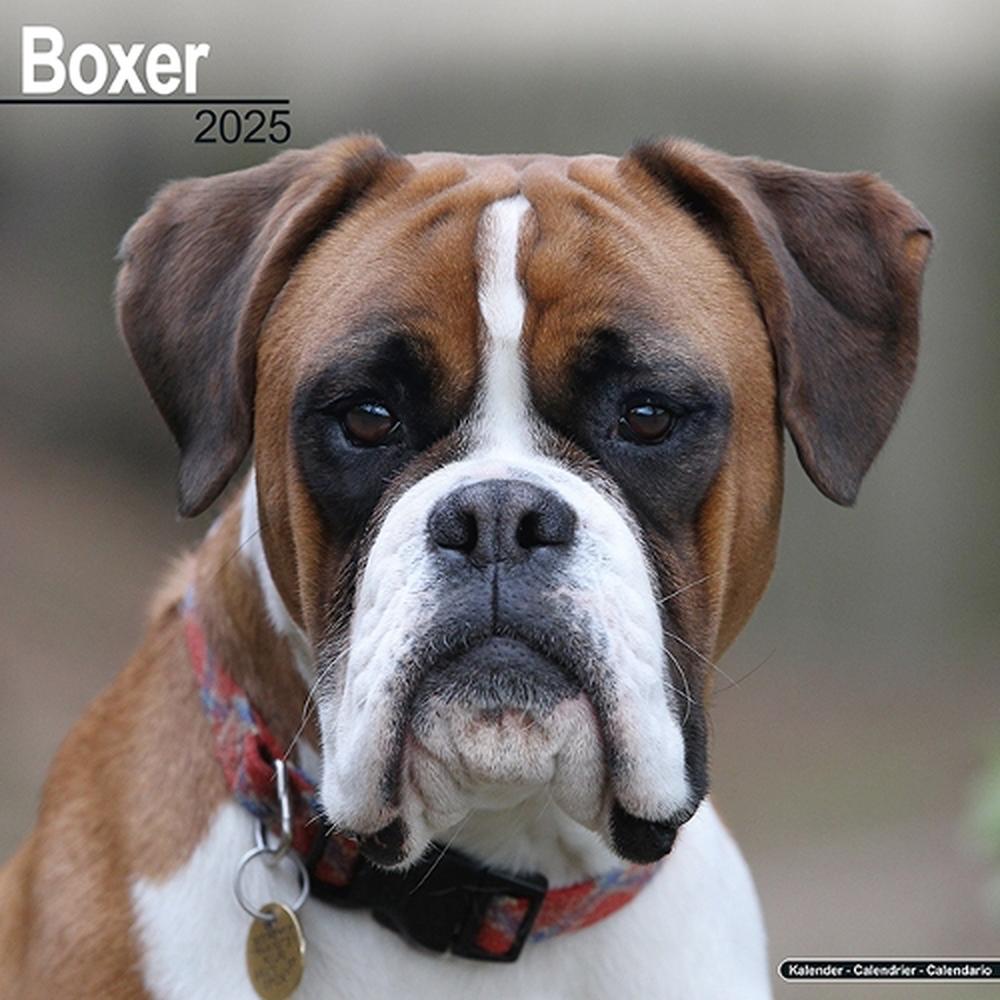 Boxer (Euro) Calendar 2025 Square Dog Breed Wall Calendar - 16 Month, 9781804603215