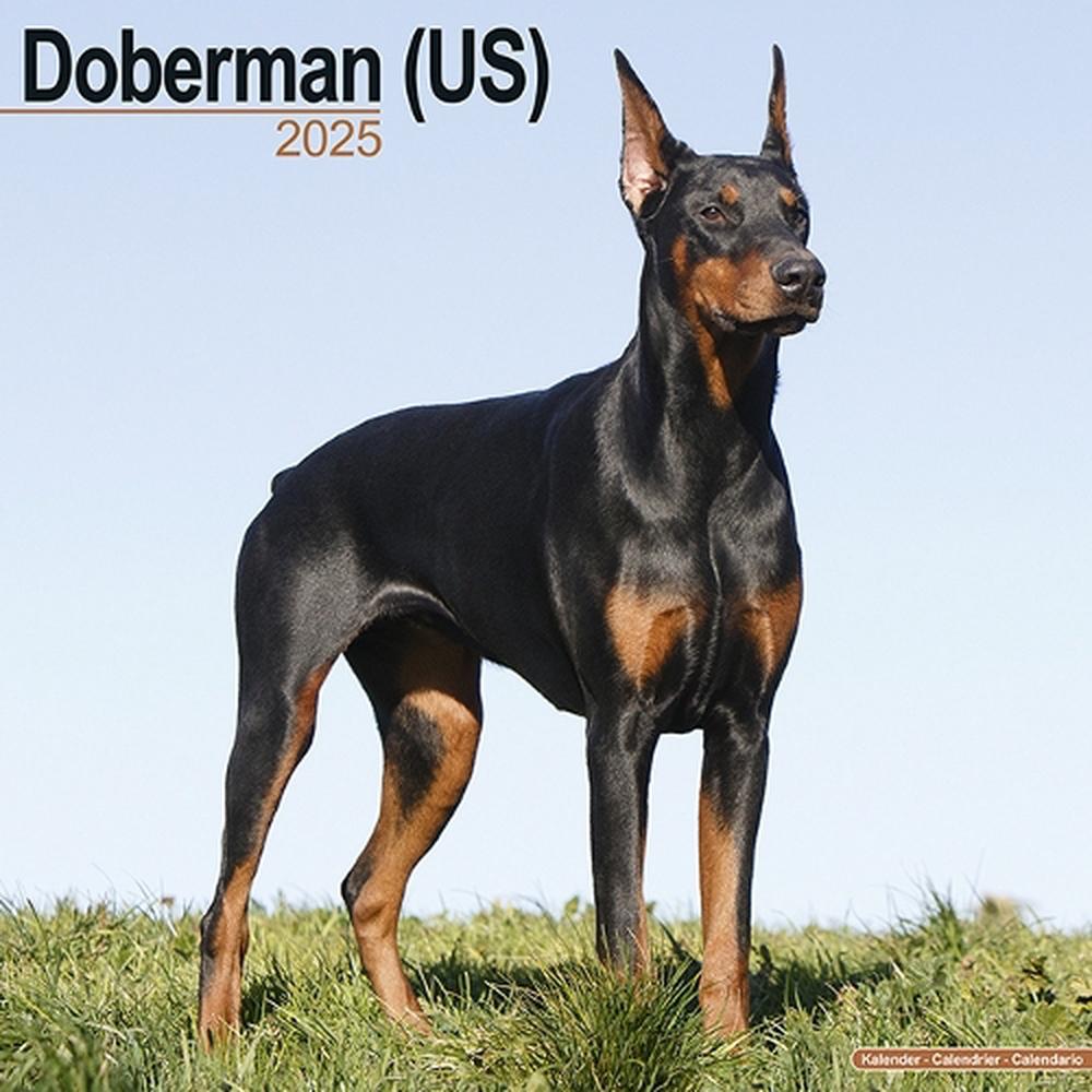 Doberman Pinscher King Of Darkness Doberman Dobermann Dogs And