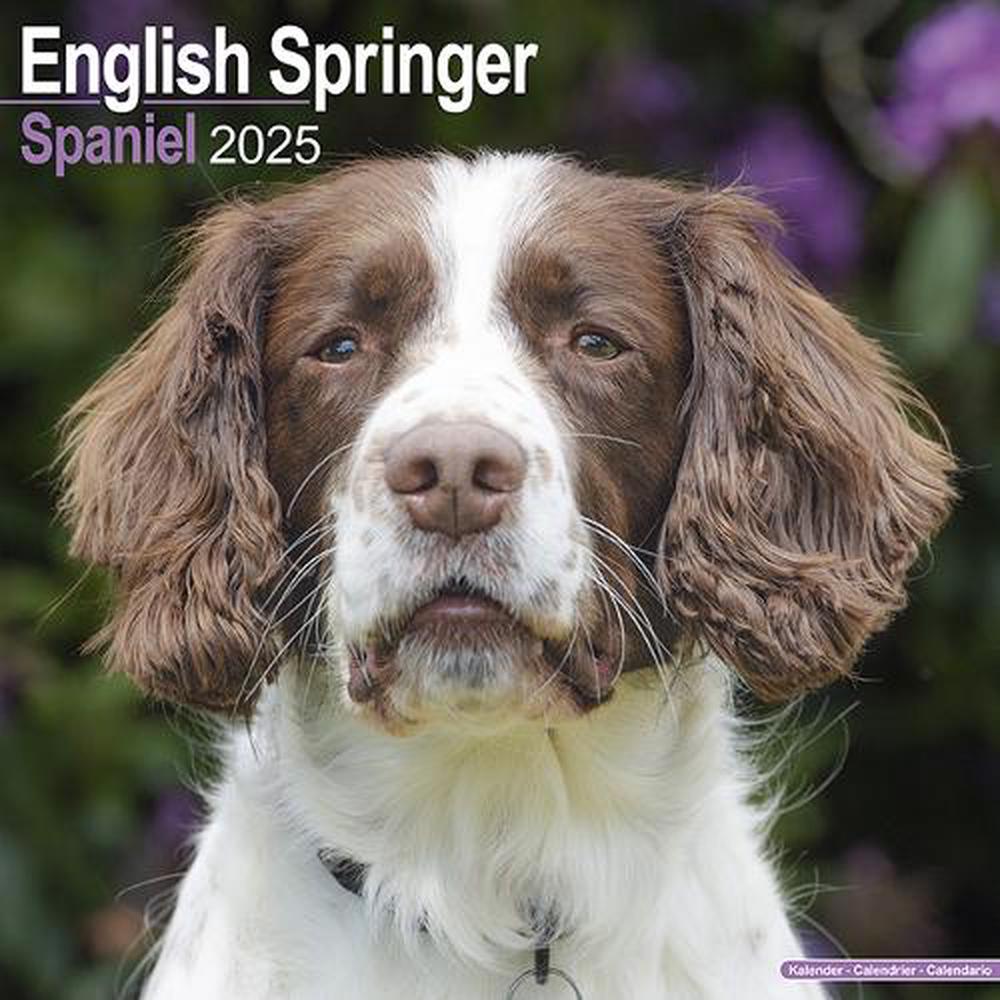 English Springer Spaniel (Euro) Calendar 2025 Square Dog Breed Wall Calendar - 16 Month, 9781804603420