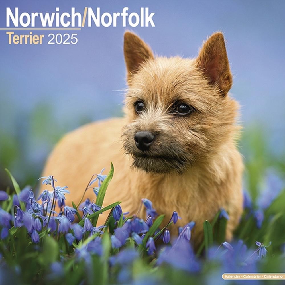 Norfolk Terrier Jack Russell Cross Puppies Norwich Terrier Dogs