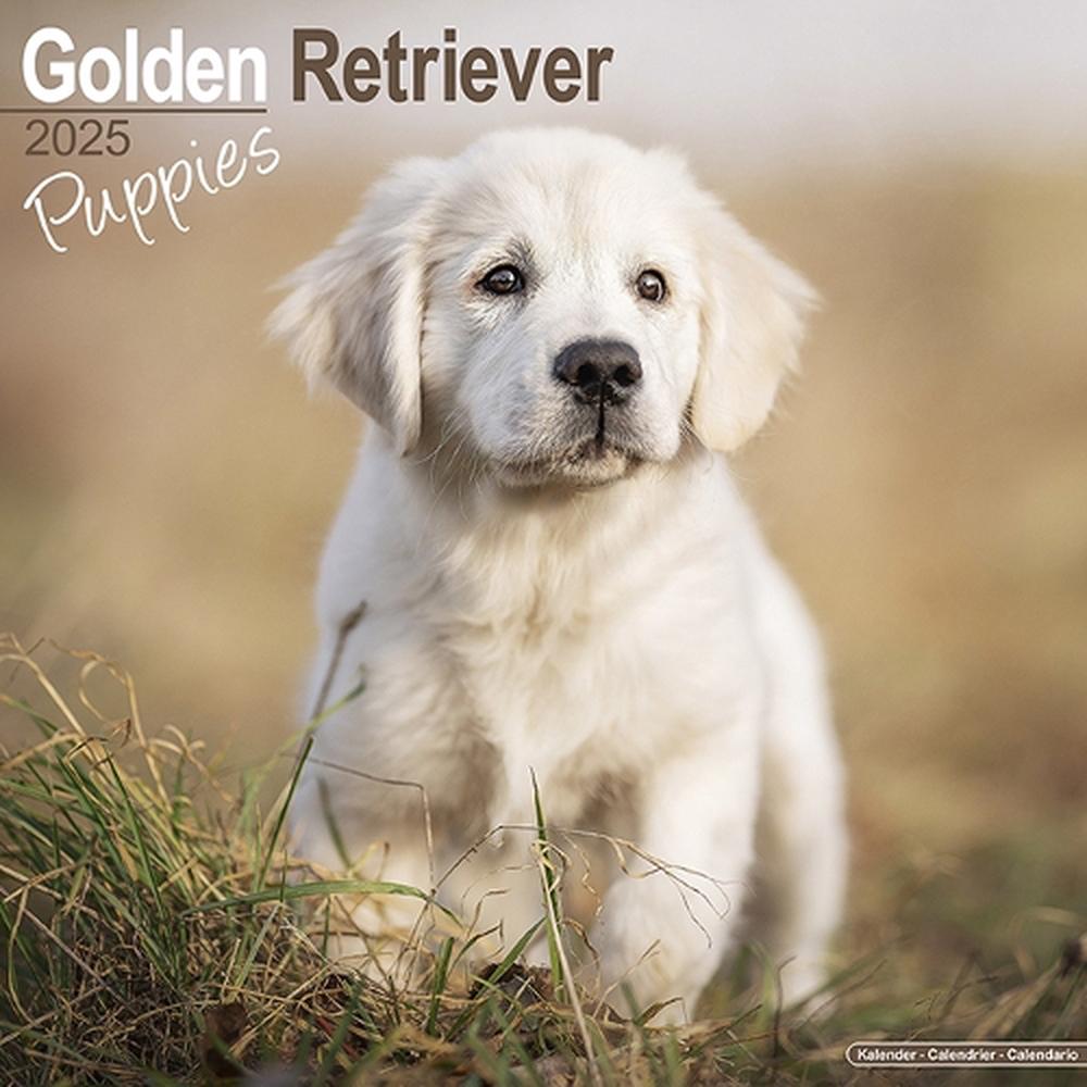 Golden Retriever How Long Is 16 Years In Dog Years Golden