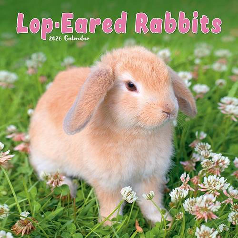 Rabbits - Lop Eared Calendar 2026 Square Animal Wall Calendar - 16 ...