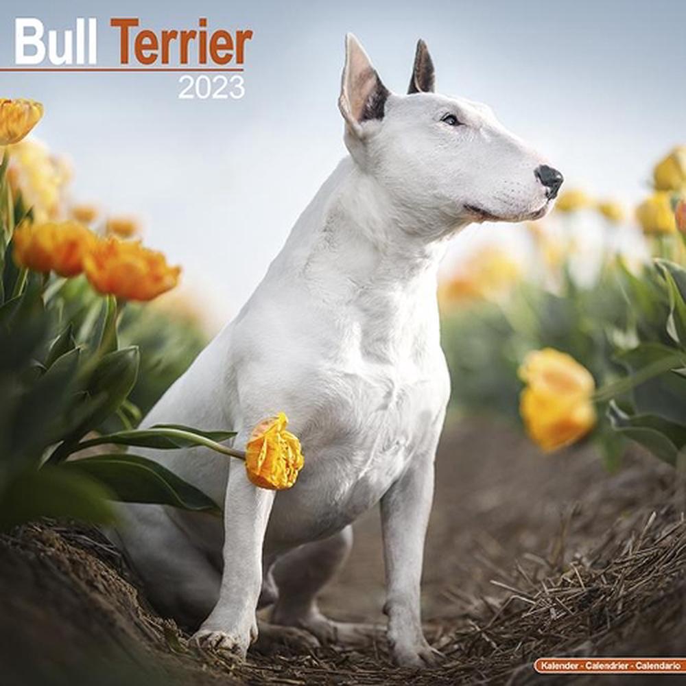 Bull Terrier 2023 Wall Calendar Buy online at The Nile