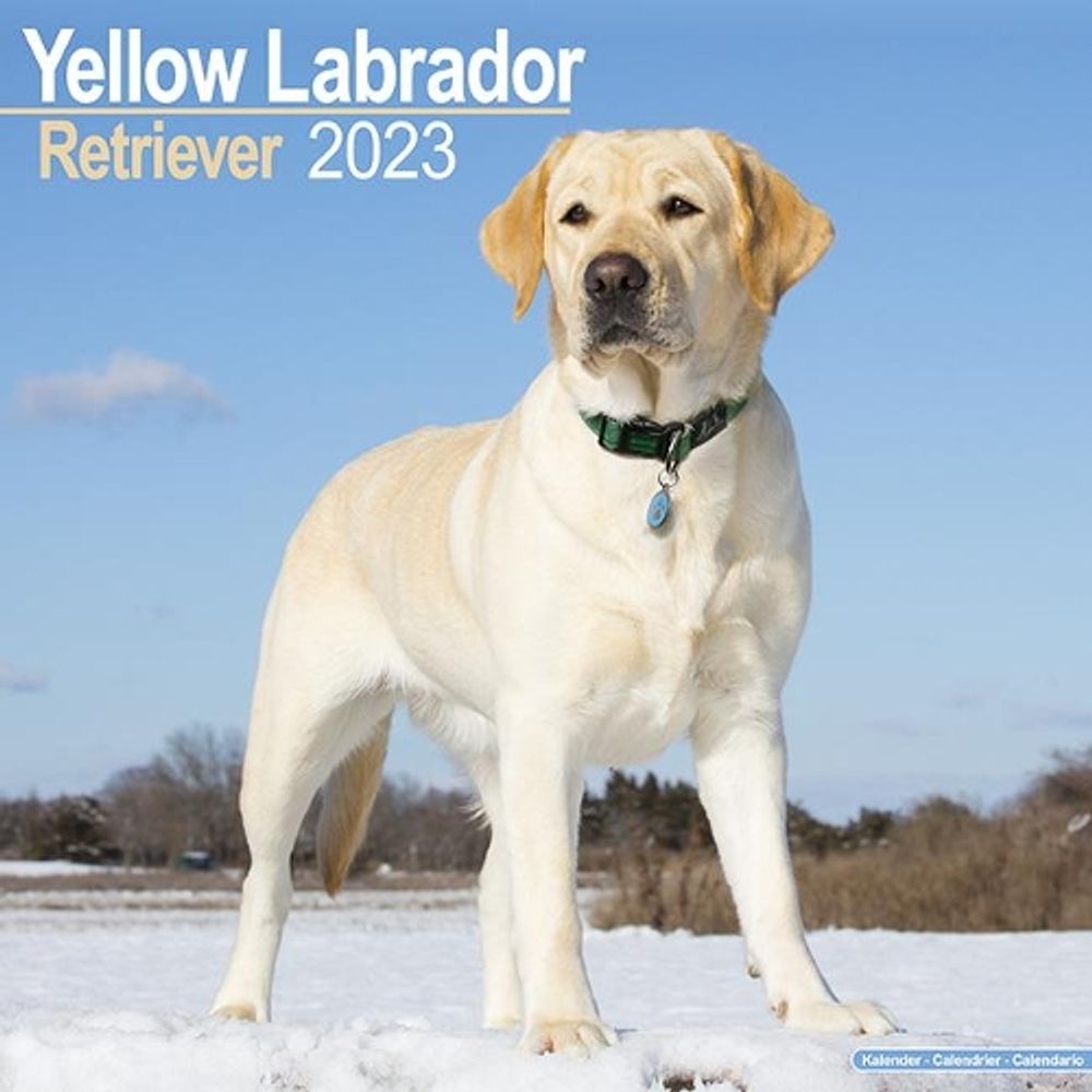 Avonside Publishing Ltd Labrador Retriever (Yellow) 2023 Wall Calendar by Avonside Publishing Ltd - ISBN: 9781839417276