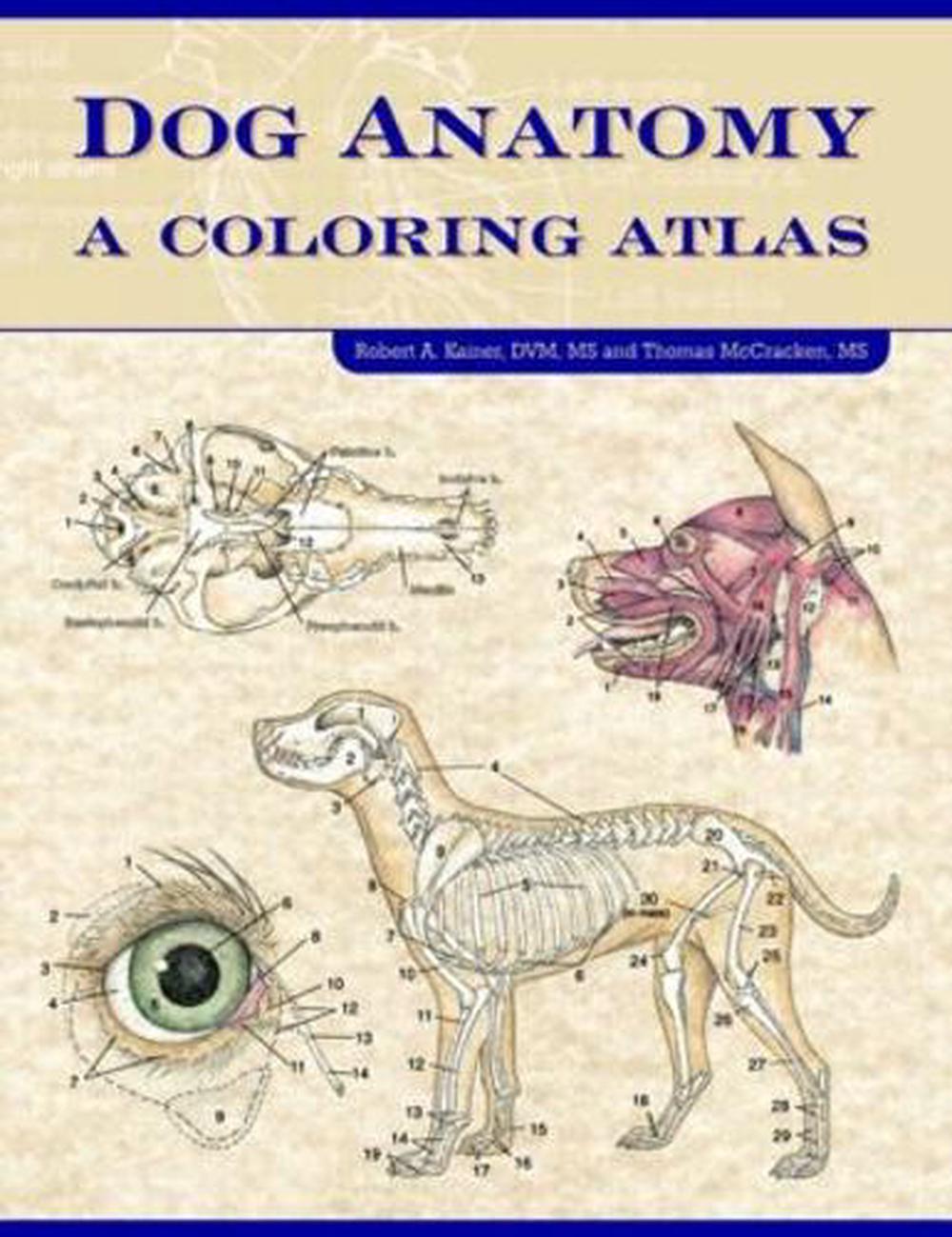 Dog Anatomy: A Coloring Atlas by Robert A. Kainer, Spiral, 9781893441170 |  Buy online at The Nile