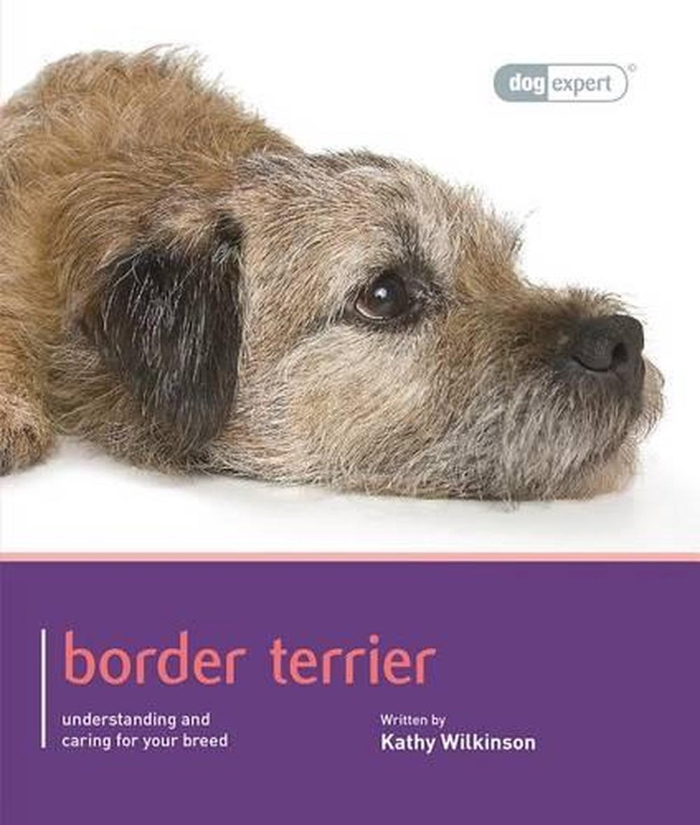 Buying a border sales terrier