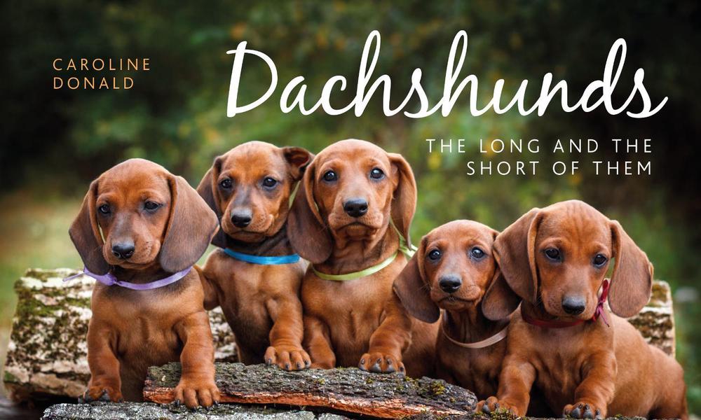 Dachshunds by Caroline Donald - ISBN: 9781910258279