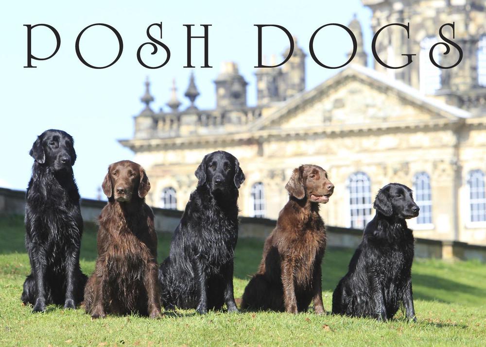 Posh Dogs by Country Life Magazine - ISBN: 9781910258767