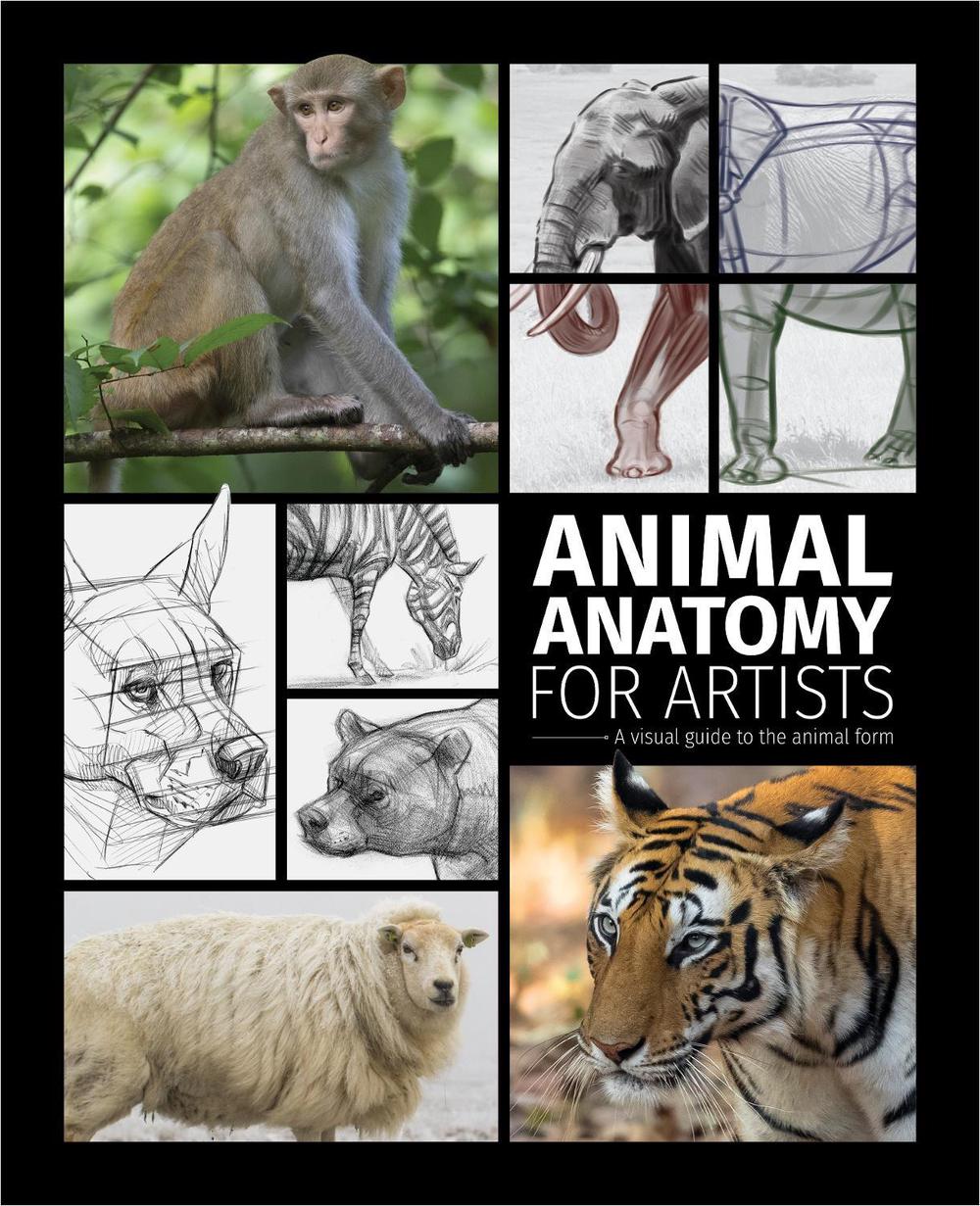 Animal Anatomy for Artists, 9781915992000
