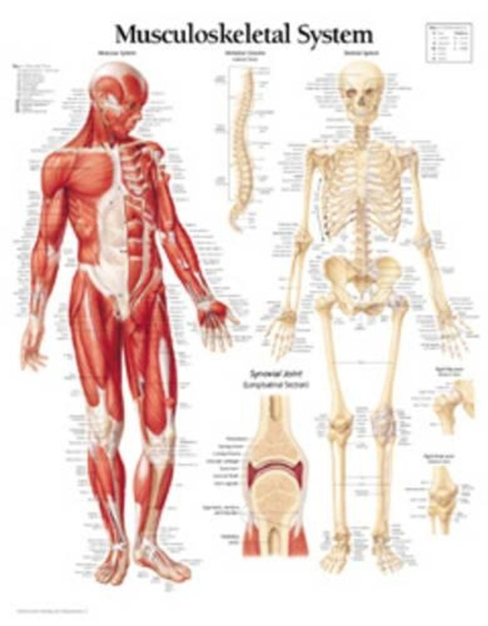 Musculoskeletal System by Scientific Publishing - ISBN: 9781930633322