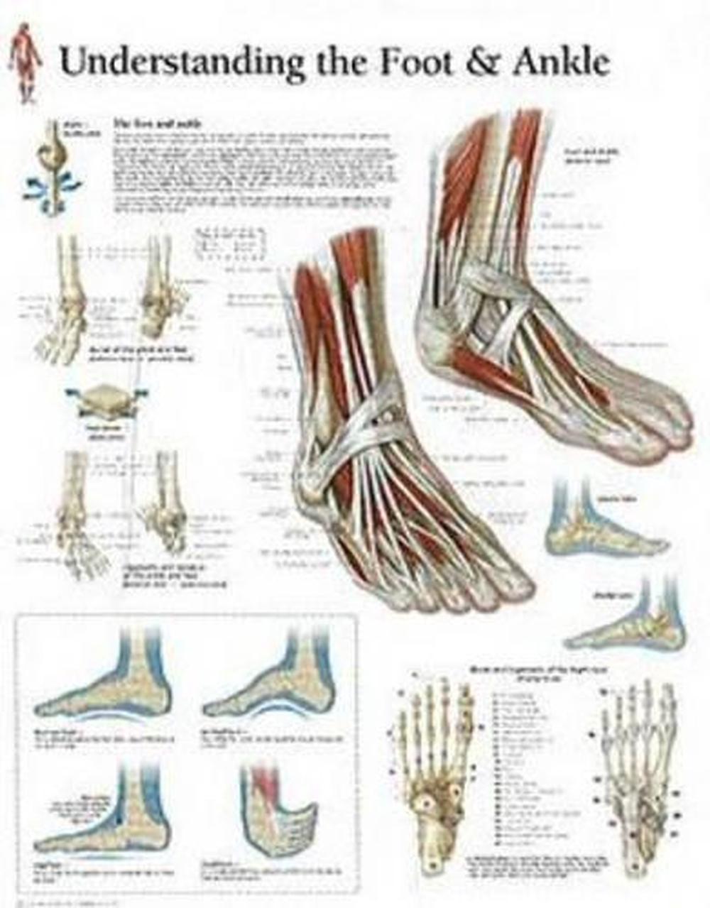 Understanding the Foot & Ankle Paper Poster by Scientific Publishing ...