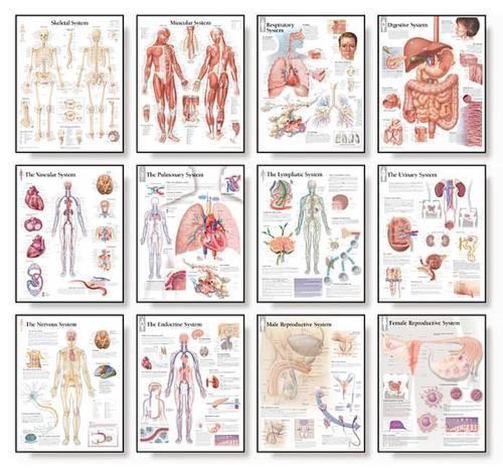 12 Body System Charts Set | Buy online at The Nile