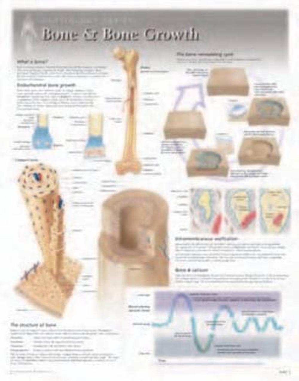 Bone & Bone Growth Laminated Poster by Scientific Publishing, Wall