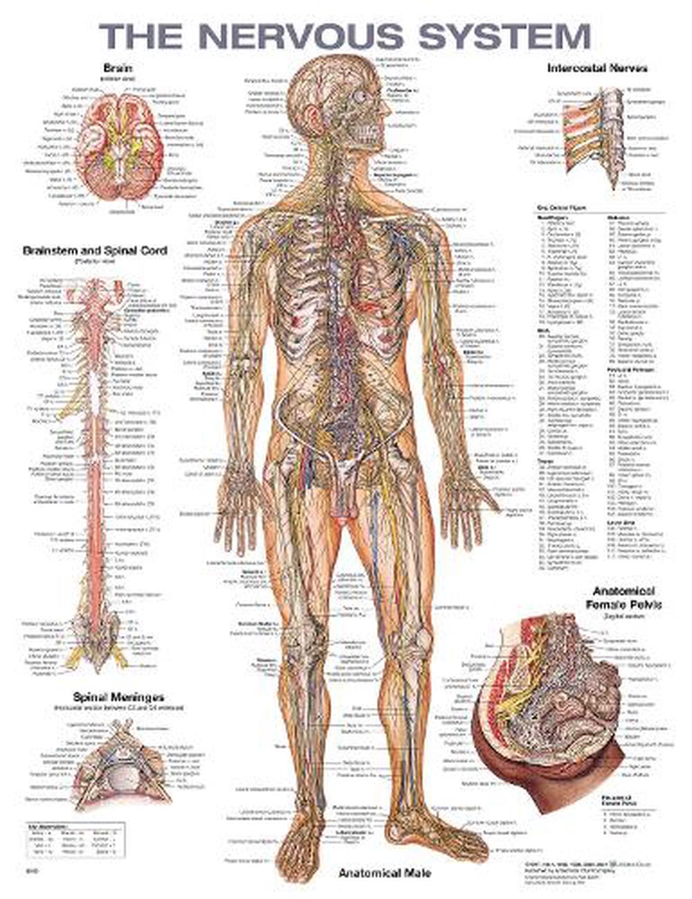 The Nervous System Anatomical Chart By Anatomical Chart Company Wall Buy