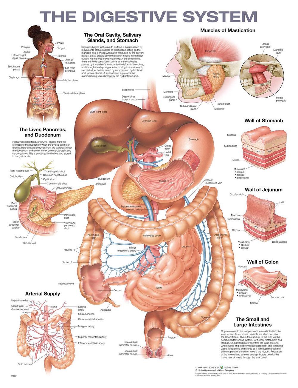 The Digestive System Anatomical Chart, 2nd Edition by Anatomical Chart Company - ISBN: 9781975243265