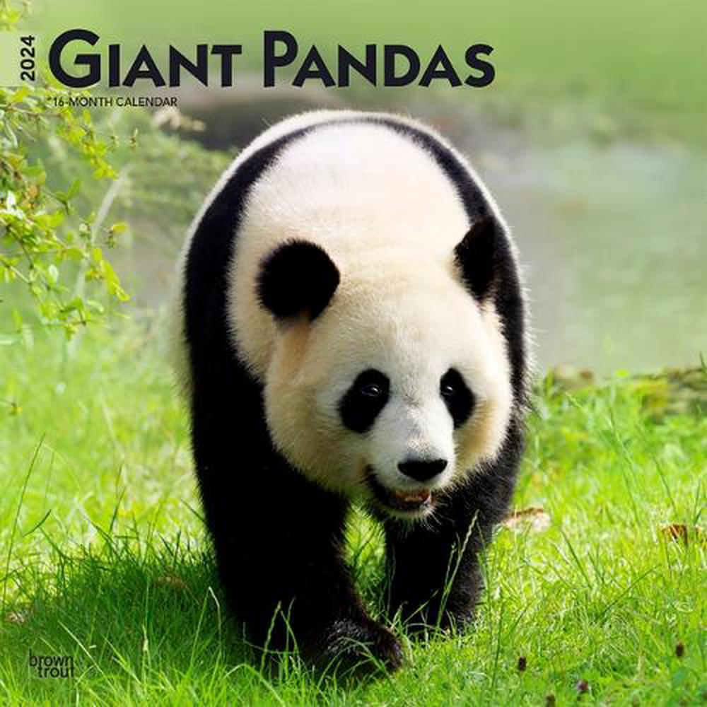 Giant Pandas 2024 Square by Browntrout, 9781975462857 | Buy online at ...