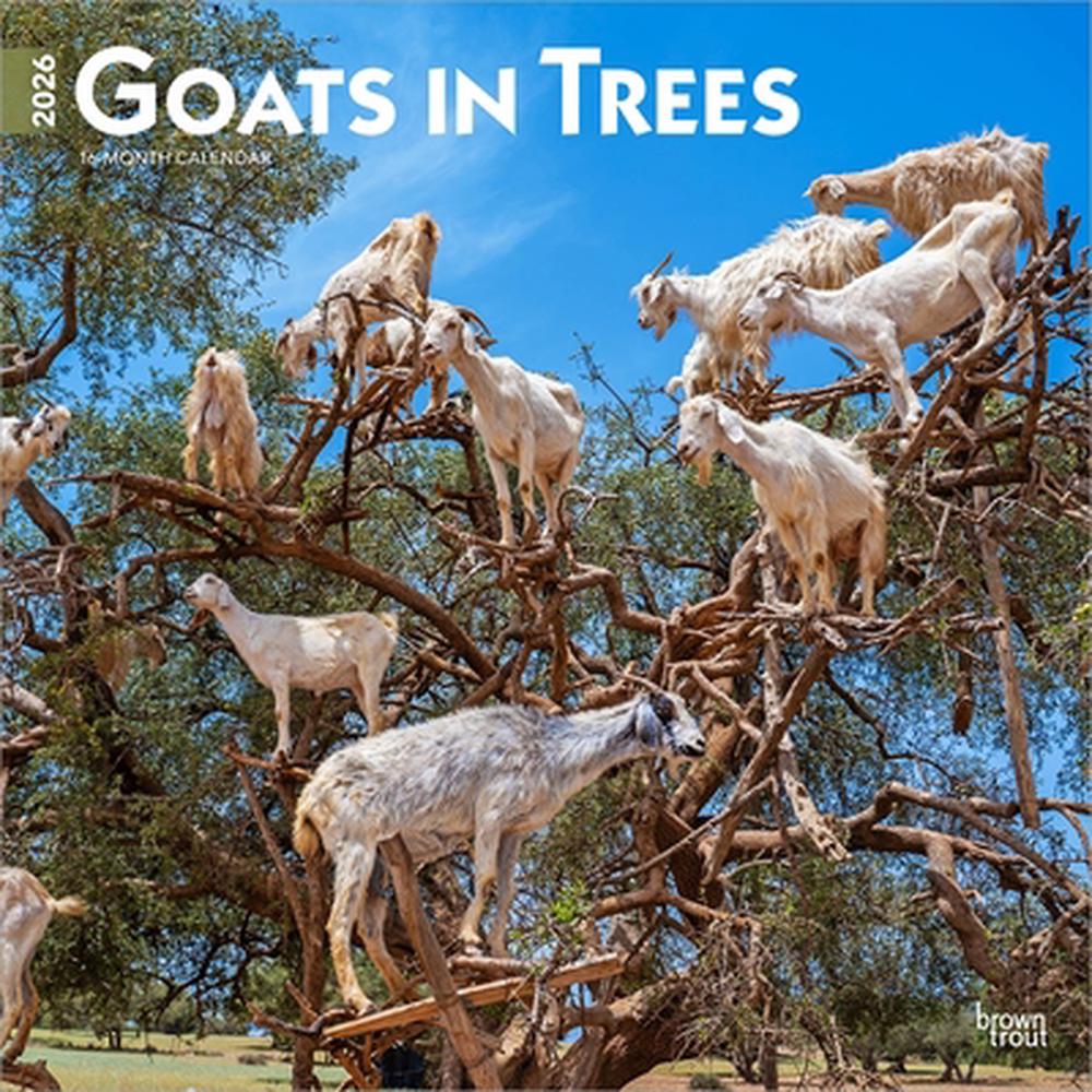 Goats in Trees 2026 12 X 24 Inch (Hanging) Monthly Square Wall Calendar Plastic-Free, 9798330703449