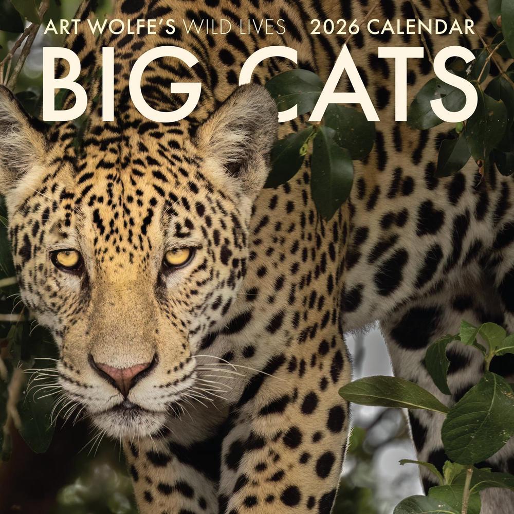 2026 Big Cats Wall Calendar, 9798887621579