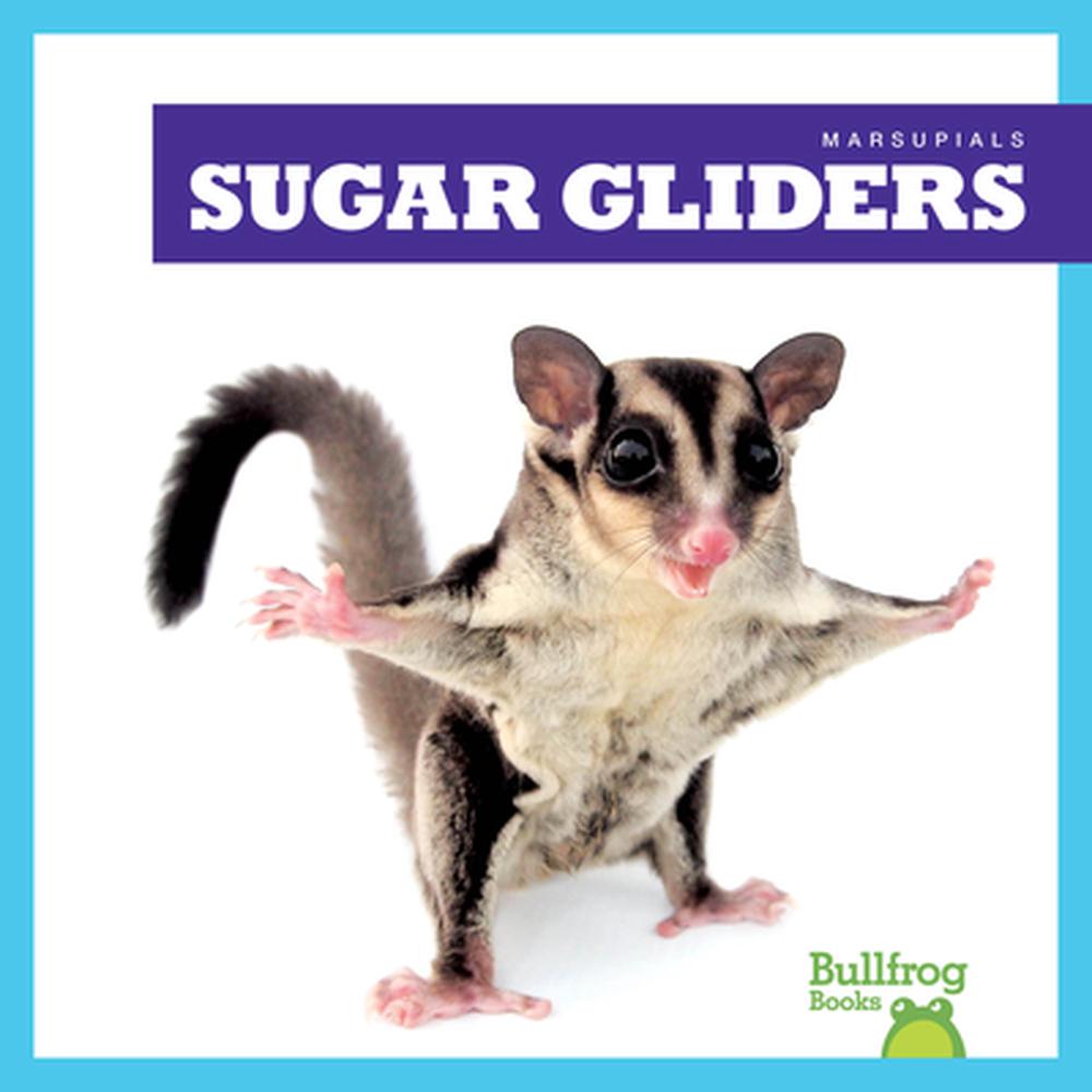 Joey Raising Sugar Gliders Buy Sugar Glider Joey Care 2025